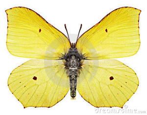 preti farfalle