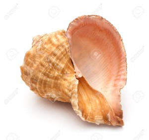 conchiglia